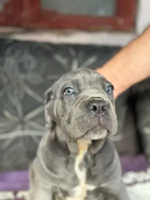Cane Corso cu pedigree tip A  - imagine 8 Cane Corso cu pedigree tip A  - imagine 8