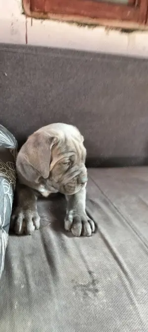 Cane Corso cu pedigree tip A 