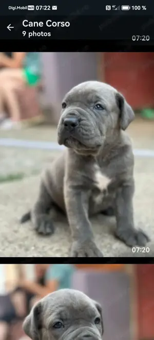 Cane Corso cu pedigree tip A  - imagine 4 Cane Corso cu pedigree tip A  - imagine 4