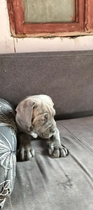 Cane Corso cu pedigree tip A  - imagine 10 Cane Corso cu pedigree tip A  - imagine 10