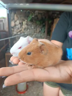 vand sau schimb cu diverse  - imagine 4 vand sau schimb cu diverse  - imagine 4