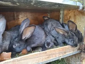 vand sau schimb cu diverse  - imagine 3 vand sau schimb cu diverse  - imagine 3