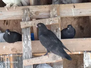 vand sau schimb cu diverse  - imagine 2 vand sau schimb cu diverse  - imagine 2