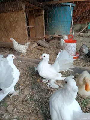 vand sau schimb cu diverse  - imagine 5 vand sau schimb cu diverse  - imagine 5