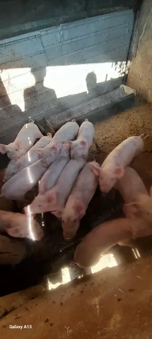 Purcei de vanzare  - imagine 3 Purcei de vanzare  - imagine 3