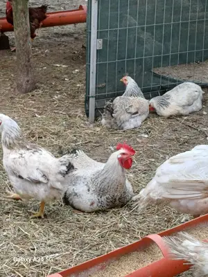 vând gaini carcasa  - imagine 5