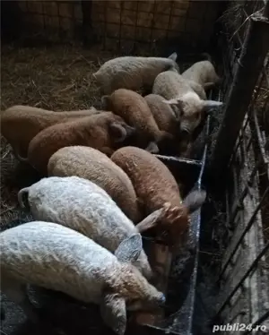 Purcei mangalita  - imagine 2