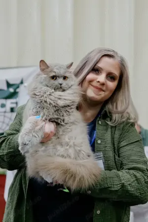 Pisica british longhair lilac  - imagine 2