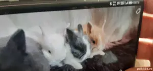 iepuri mici pitici Mini Toy