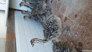 vînd pui de struț  - imagine 2