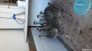 vînd pui de struț  - imagine 3