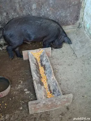 vier duroc  - imagine 2 vier duroc  - imagine 2