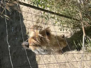 Yorkshire Terierr vaccinati  - imagine 2