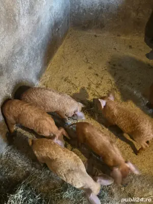 Purcei mangalita - imagine 3