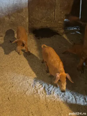Purcei mangalita - imagine 4