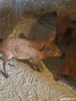 Purcei mangalita - imagine 2