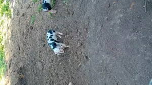 Purcei de vinzare  - imagine 2 Purcei de vinzare  - imagine 2