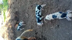 Purcei de vinzare  - imagine 3 Purcei de vinzare  - imagine 3