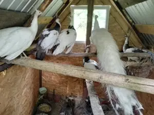 Vând păuni maturi din matca ,rase diferite