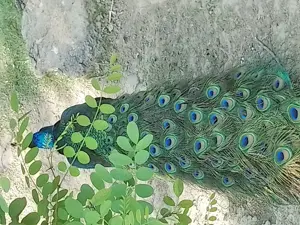 Vând păuni maturi din matca ,rase diferite - imagine 4