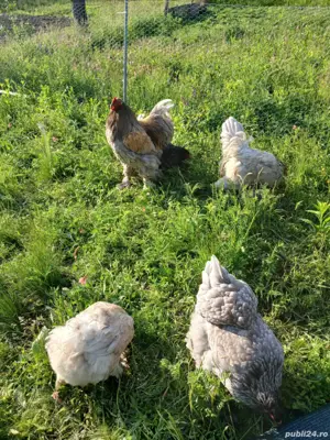 familie brama albastru cocoși  - imagine 2