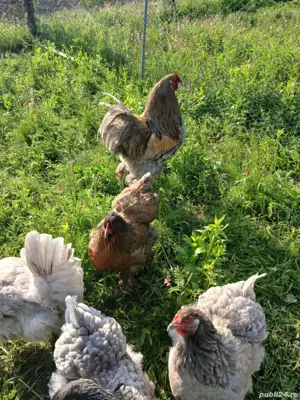 familie brama albastru cocoși  - imagine 3