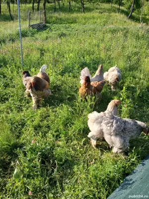 familie brama albastru cocoși 