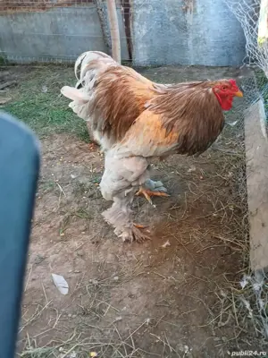 familie brama albastru cocoși  - imagine 4