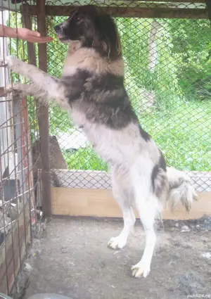 Catei ciobanesc de bucovina - imagine 4 Catei ciobanesc de bucovina - imagine 4