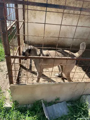 Kangal  adult de vânzare 