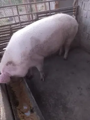 Vand scroafe  - imagine 3 Vand scroafe  - imagine 3