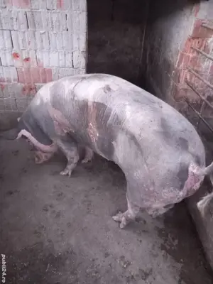 Vand scroafe  - imagine 2 Vand scroafe  - imagine 2