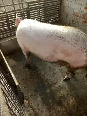 Vand scroafe  - imagine 4 Vand scroafe  - imagine 4