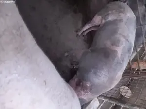 Vand scroafe  - imagine 5 Vand scroafe  - imagine 5