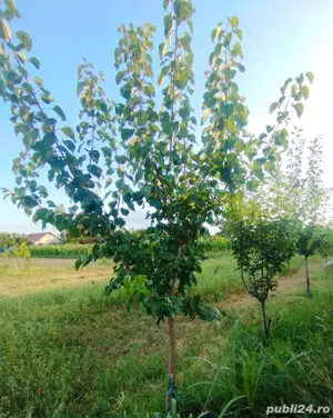 2000 mp intravilan Curtișoara - Pietrisu, 6km de oras - imagine 9