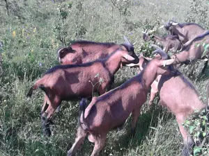 Vand tapi alpina franceza - imagine 4