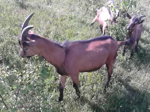 Vand tapi alpina franceza - imagine 3