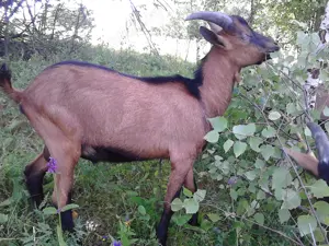 Vand tapi alpina franceza - imagine 2