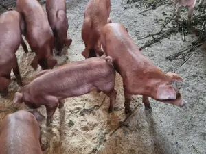 Vand scrofite Duroc,linii pure
