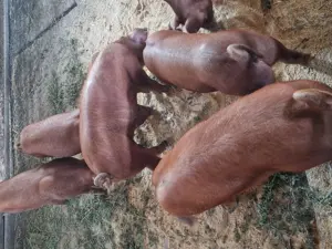 Vand scrofite Duroc,linii pure - imagine 3