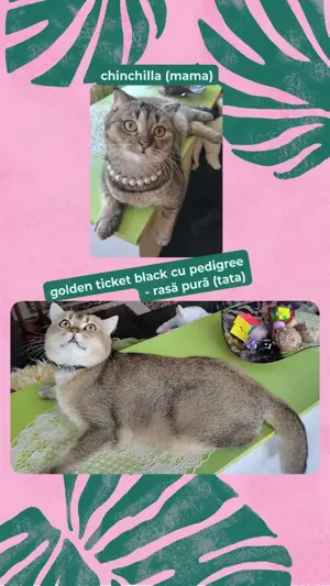 britich shorthair, scottich fold  - imagine 3 britich shorthair, scottich fold  - imagine 3