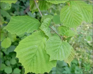 0.5 kg frunze de alun - proaspete - Remediu naturist Alunul