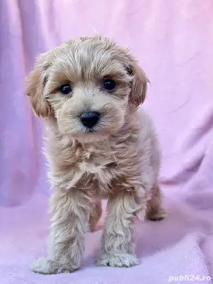 Puiuti de bichon-pudel toy barboncino maltipoo disponibili 