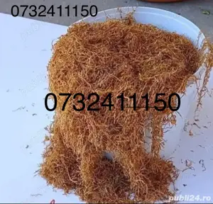 tutun firicel calitate premium