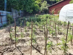 Proprietate mixta 1200mp teren locuinta si spatiu comercial   productie - imagine 9