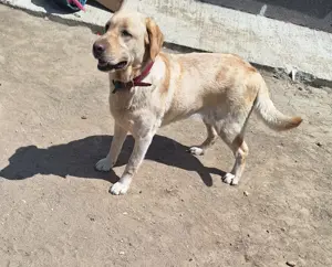 Donez Labrador Retriver cu pedigre - imagine 2