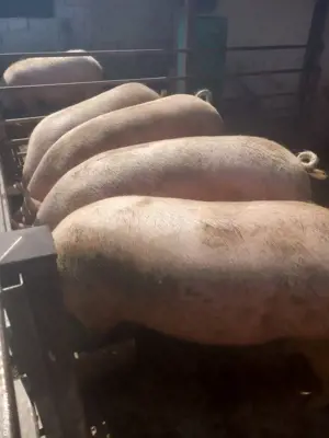 vand porci pentru sacrificat