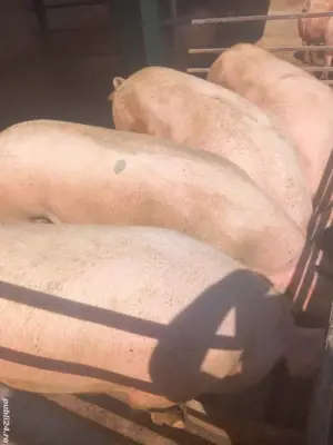 vand porci pentru sacrificat - imagine 2 vand porci pentru sacrificat - imagine 2