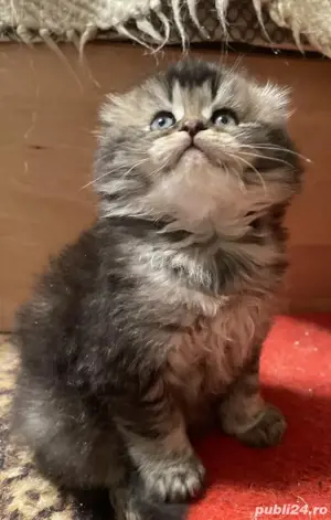 Brittish golden longhair și shorthair