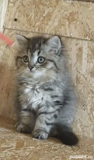 British golden longhair și shorthair 
